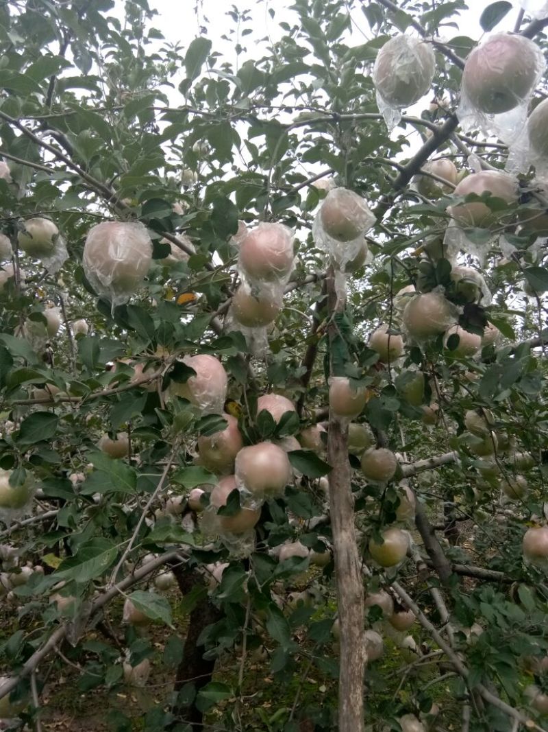 红富士苹果75mm以上膜袋