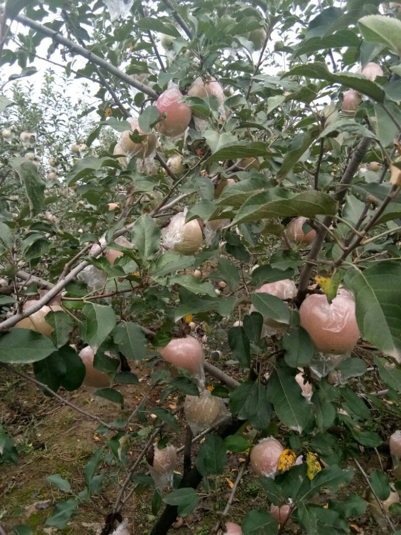 红富士苹果75mm以上膜袋
