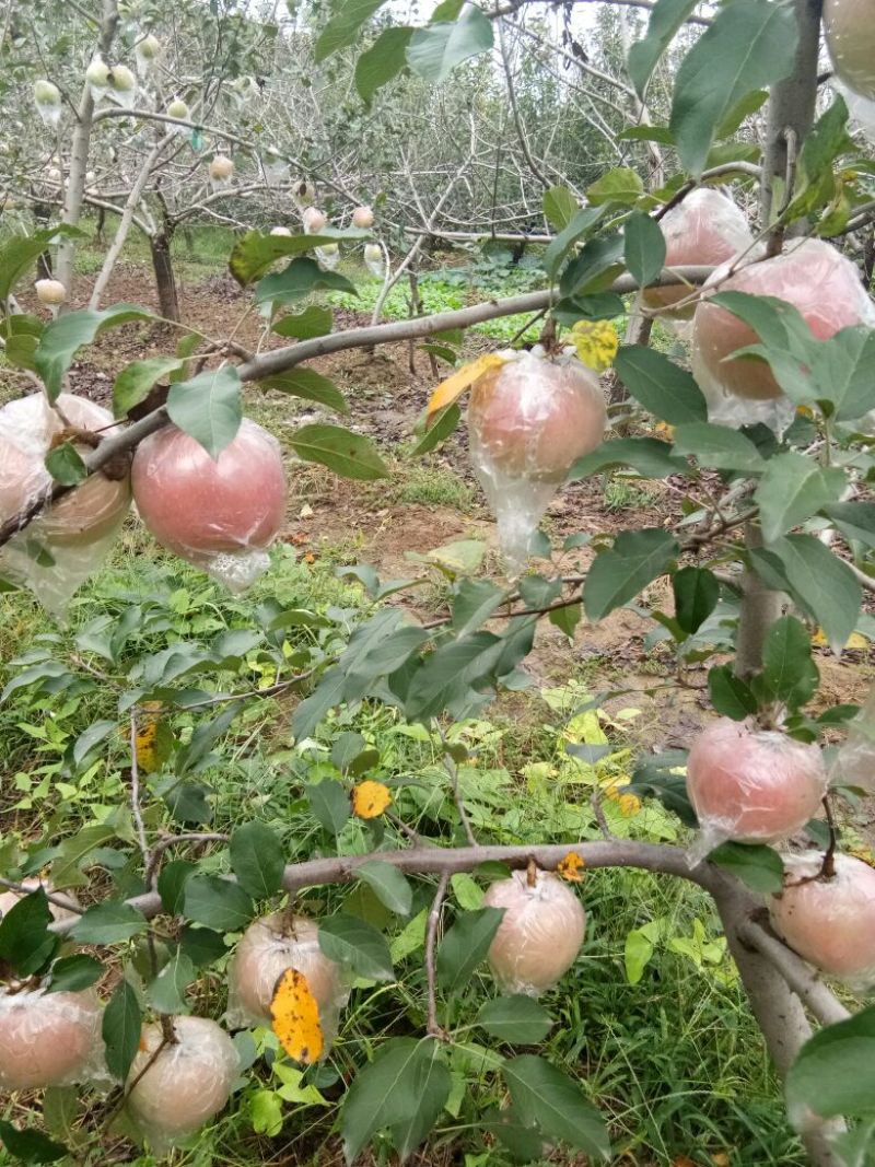 红富士苹果75mm以上膜袋
