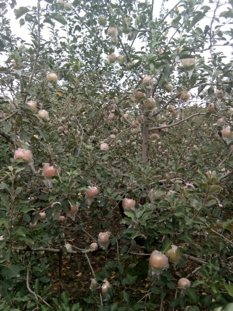 红富士苹果75mm以上膜袋