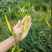 黄花菜种苗10cm以下