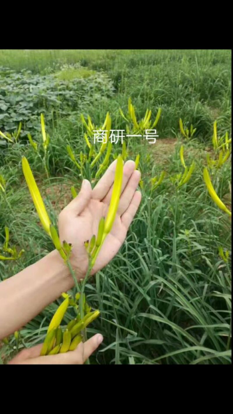 黄花菜种苗10cm以下