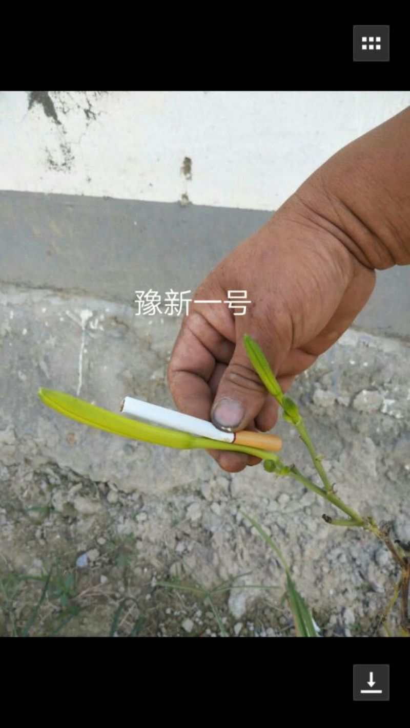 黄花菜种苗10cm以下
