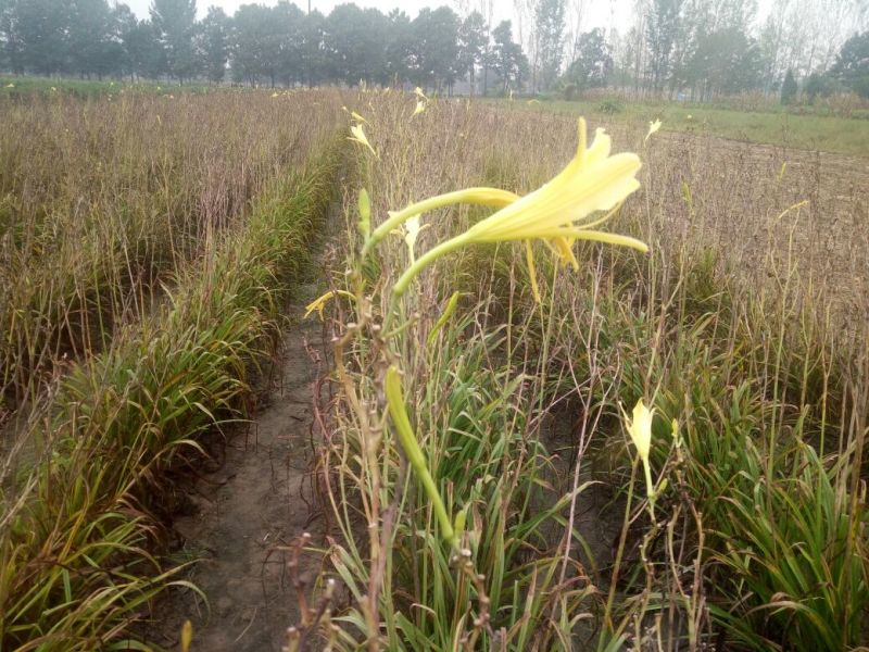 黄花菜种苗10cm以下