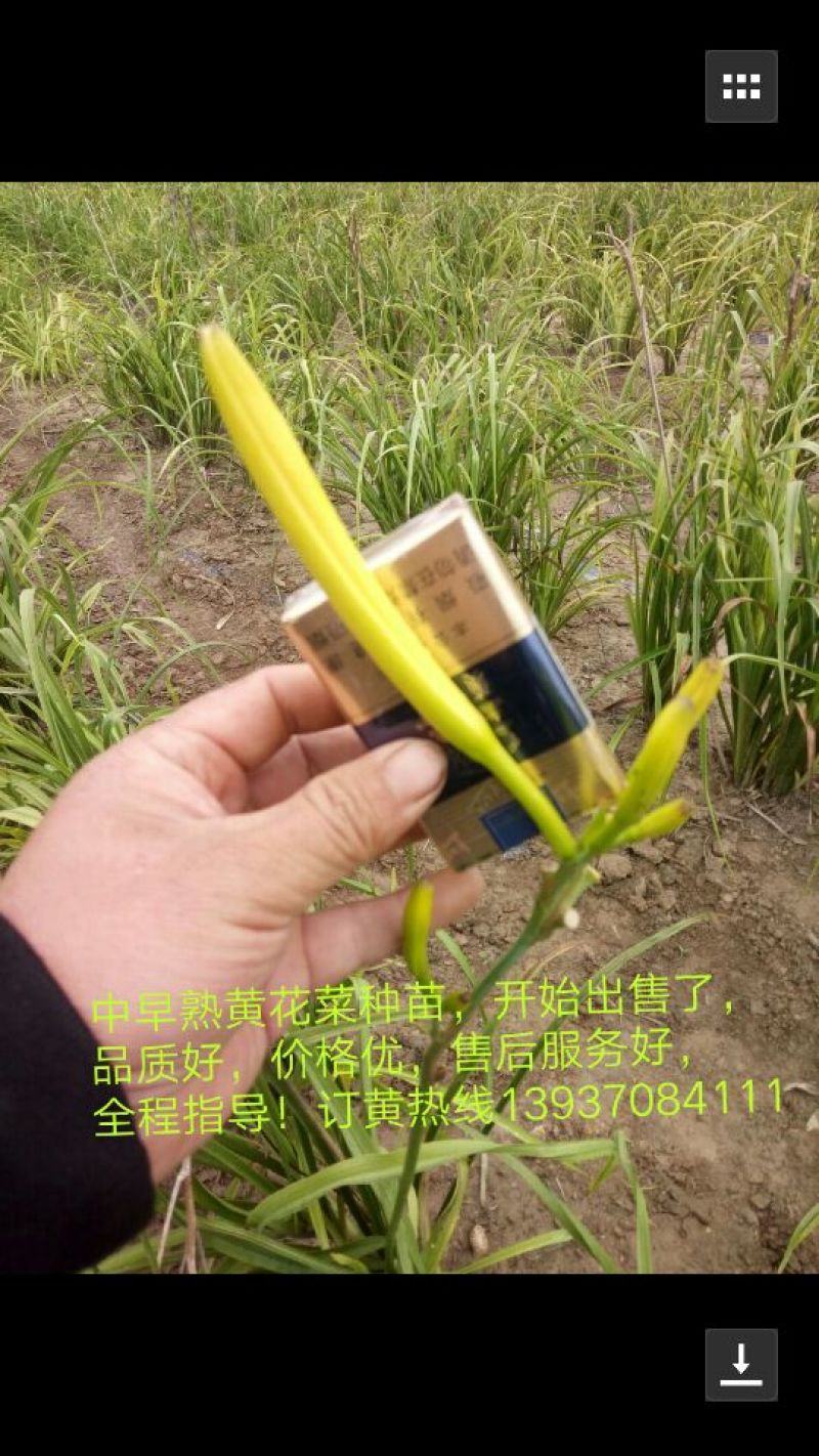 黄花菜种苗10cm以下