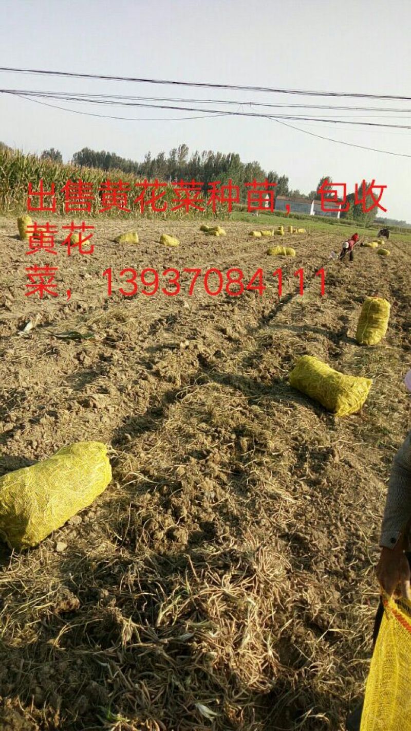 黄花菜种苗10cm以下
