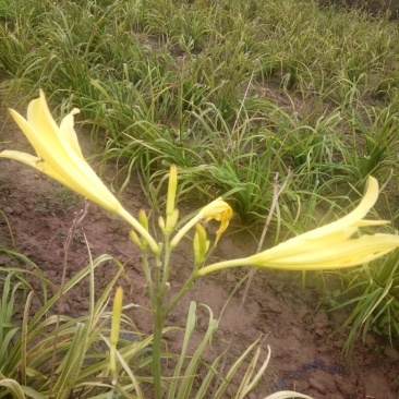 黄花菜种苗10cm以下