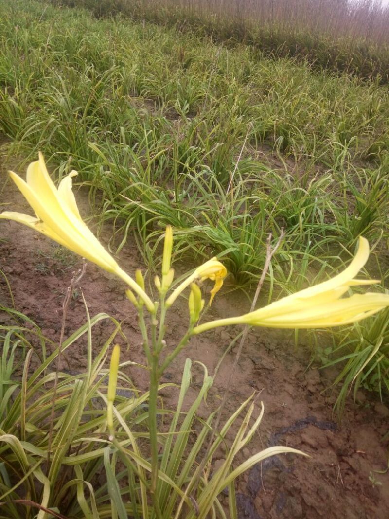 黄花菜种苗10cm以下