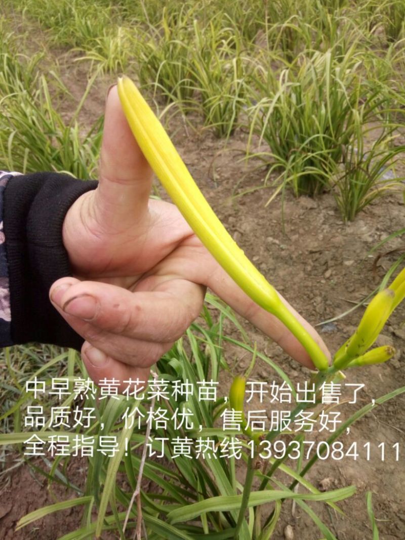 黄花菜种苗10cm以下