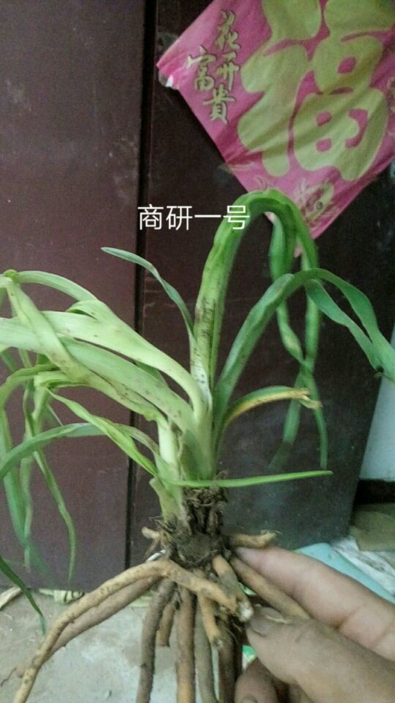 黄花菜种苗10cm以下