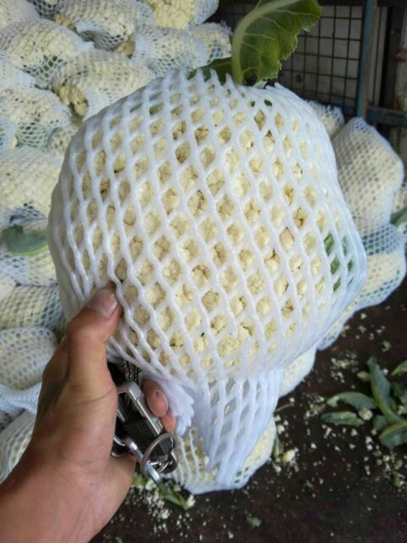 白面青梗松花菜紧密乳白2斤