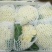 白面青梗松花菜紧密乳白2斤