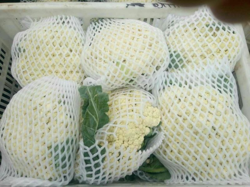 白面青梗松花菜紧密乳白2斤