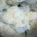 白面青梗松花菜紧密乳白2斤