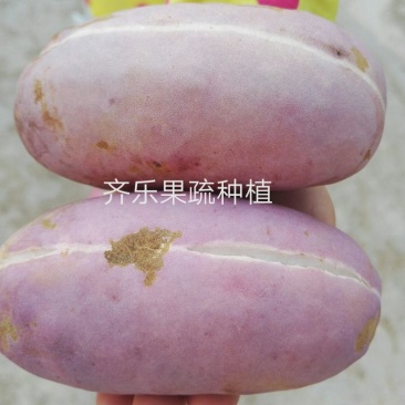江西新品八月瓜苗八月炸紫红品种实生苗