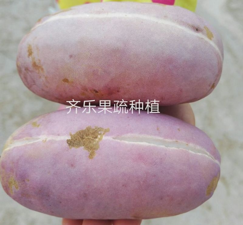 江西新品八月瓜苗八月炸紫红品种实生苗