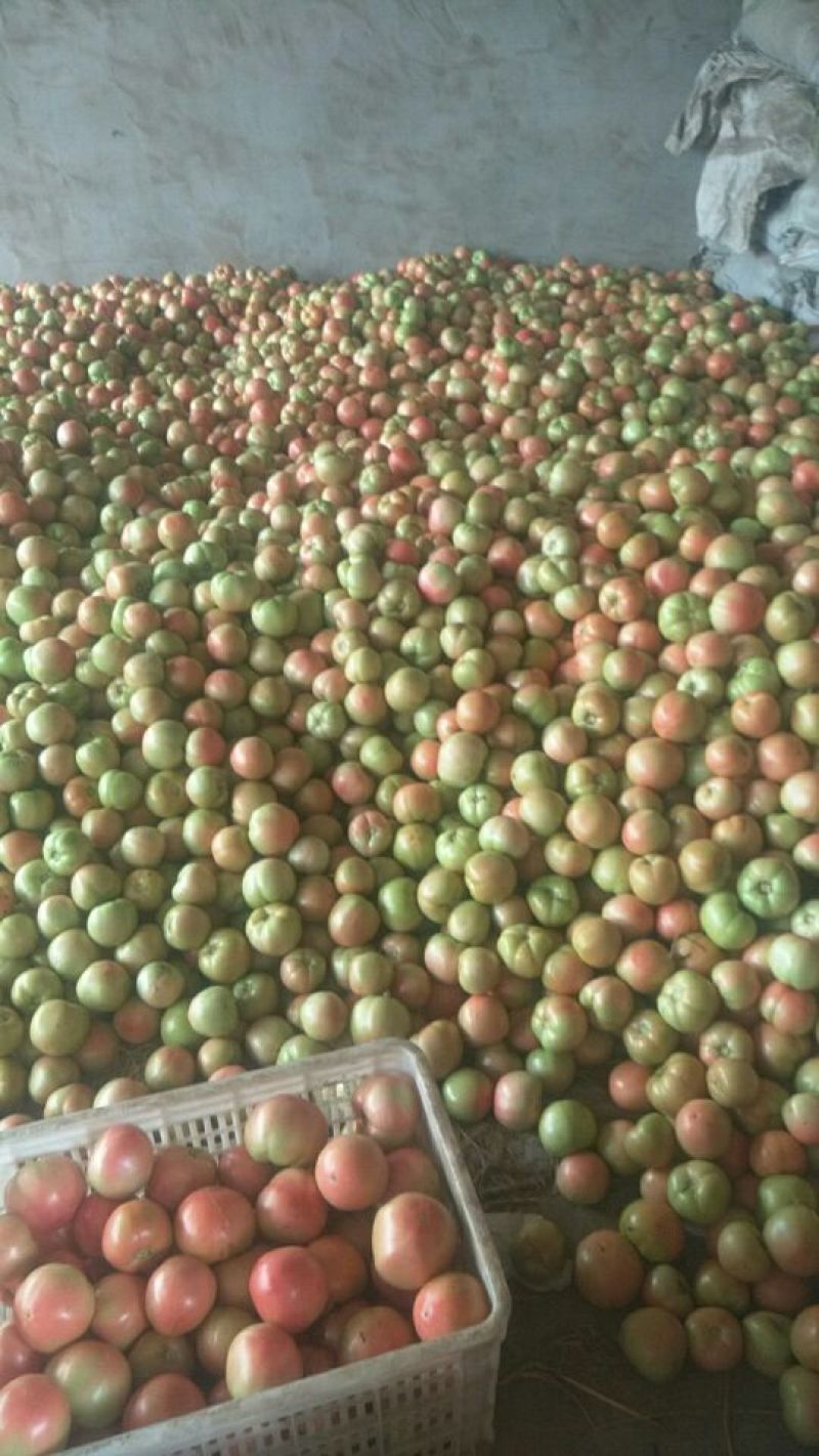 硬粉西红柿弧二以上硬粉通货
