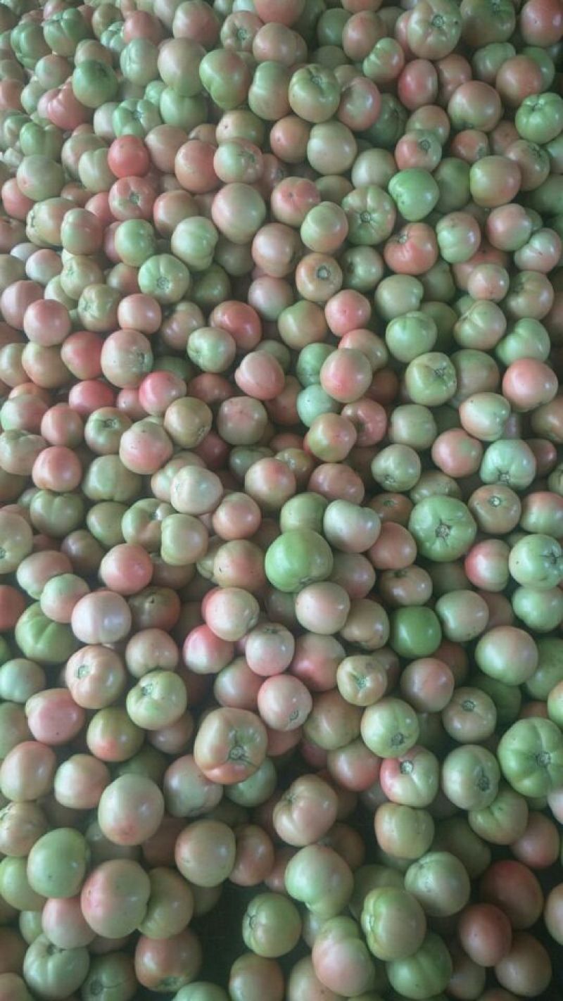 硬粉西红柿弧二以上硬粉通货