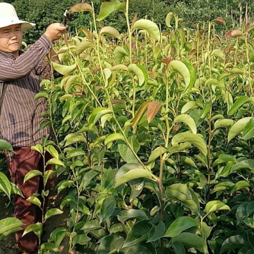 梨树2cm以下1.5~2米