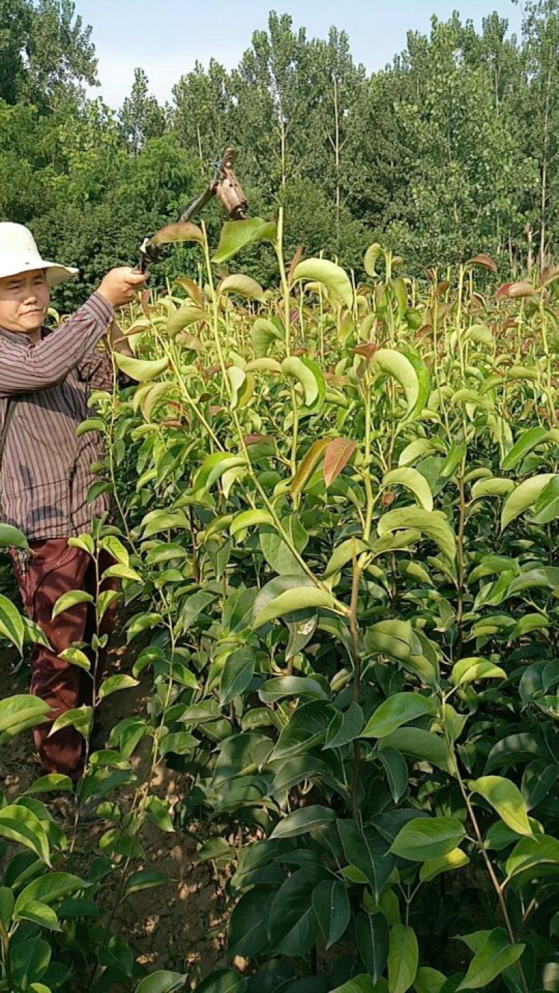 梨树2cm以下1.5~2米