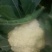 白面青梗松花菜0.55元，大量上市。