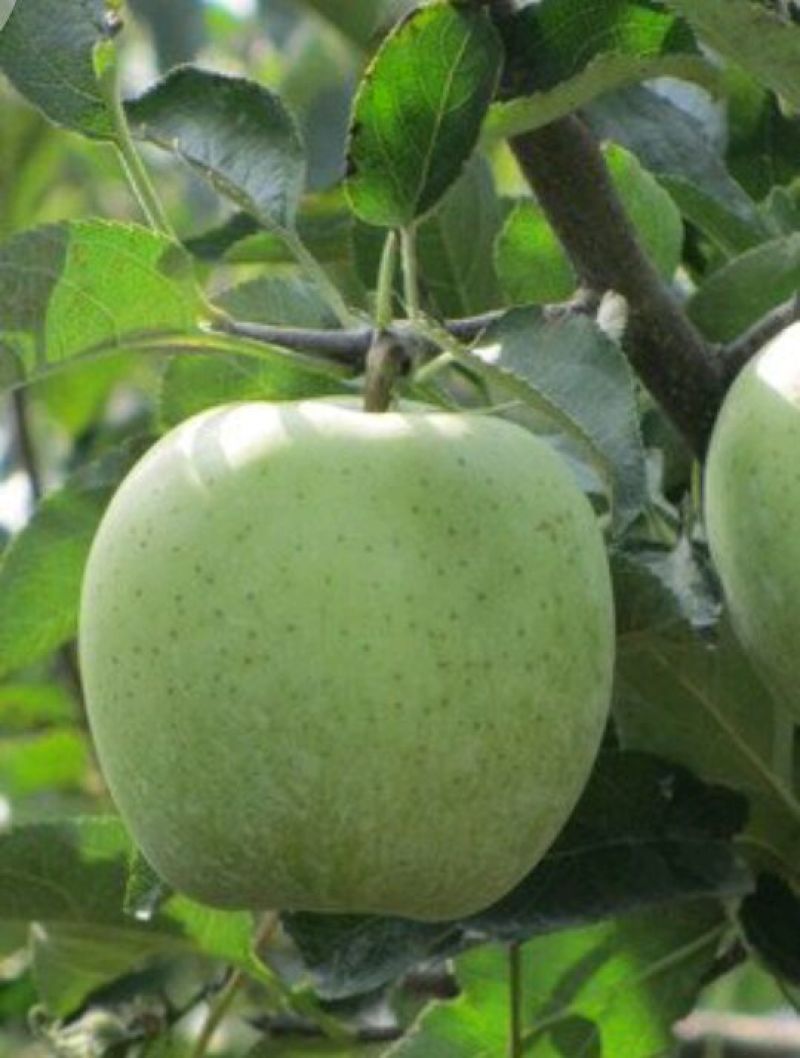 王林苹果75mm以上膜袋