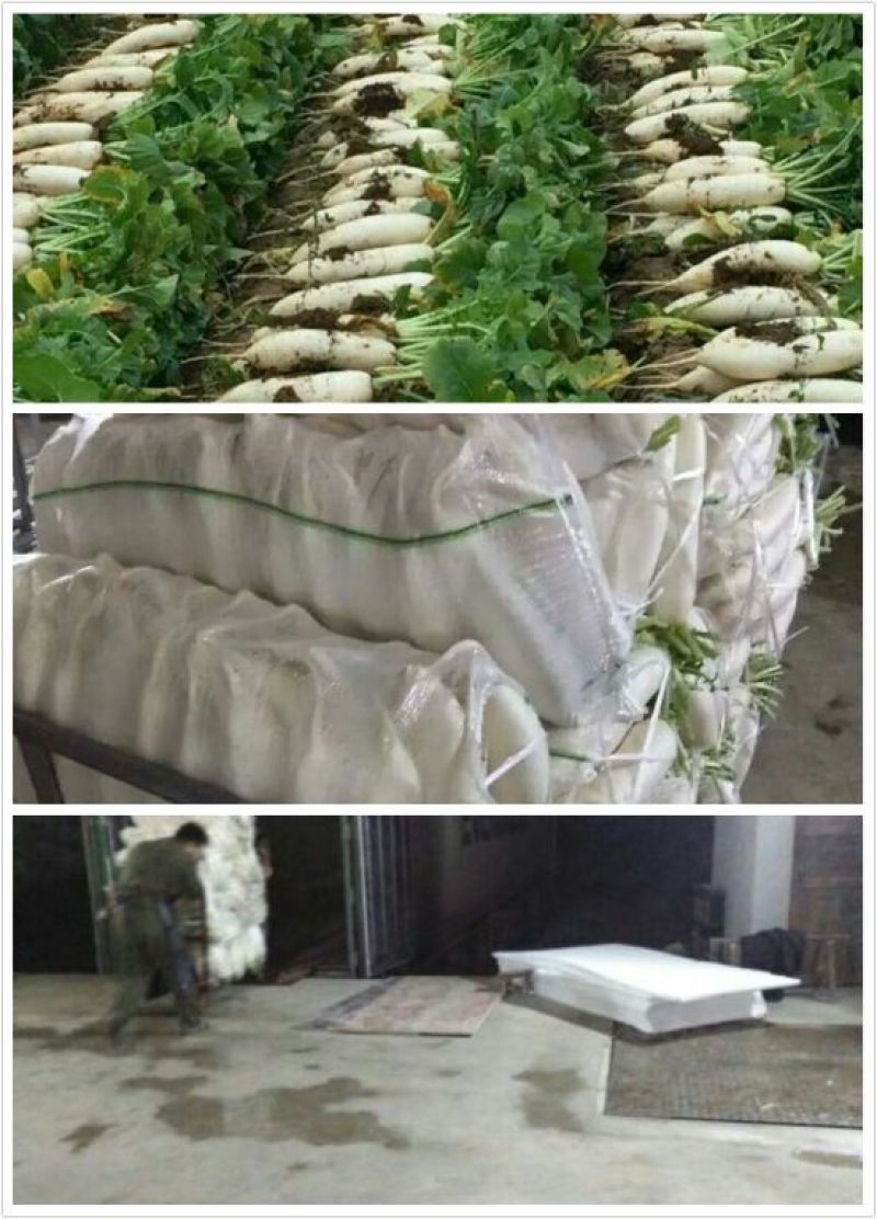 诚信经营合作共赢白萝卜四川白萝卜一条龙服务