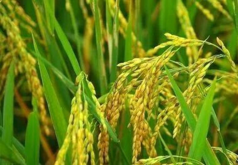 大米【珍珠米】新米，长粒和圆粒，无抛光