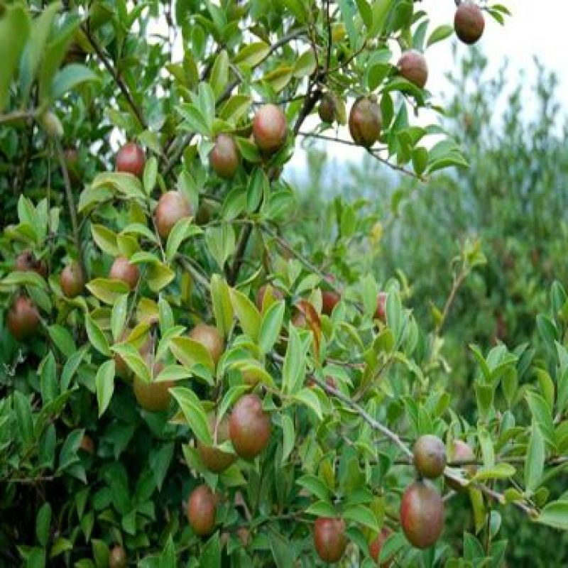 茶油