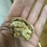 薄皮核桃30mm以上去皮干