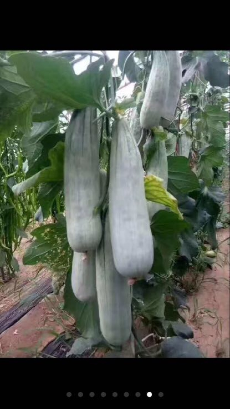 黑美人西瓜5斤打底9成熟1茬口感脆甜，保质保量，