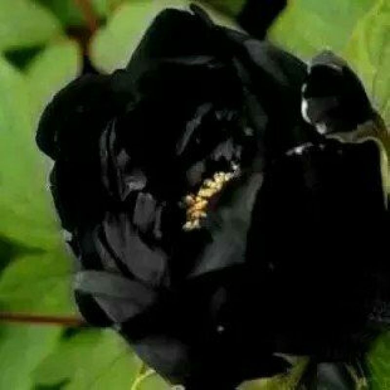 黑花魁4~6cm10~12cm0.5米以下