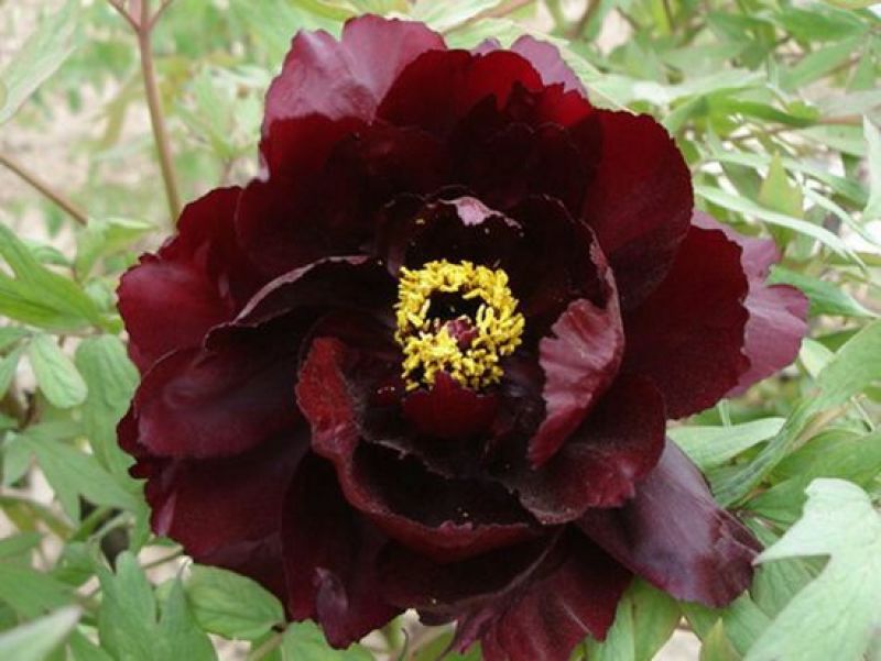 黑花魁4~6cm10~12cm0.5米以下