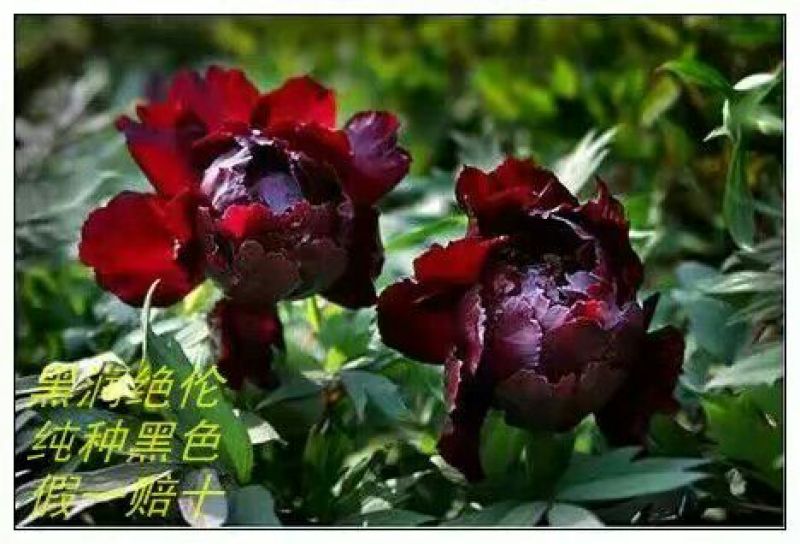 黑花魁4~6cm10~12cm0.5米以下