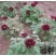 黑花魁4~6cm10~12cm0.5米以下