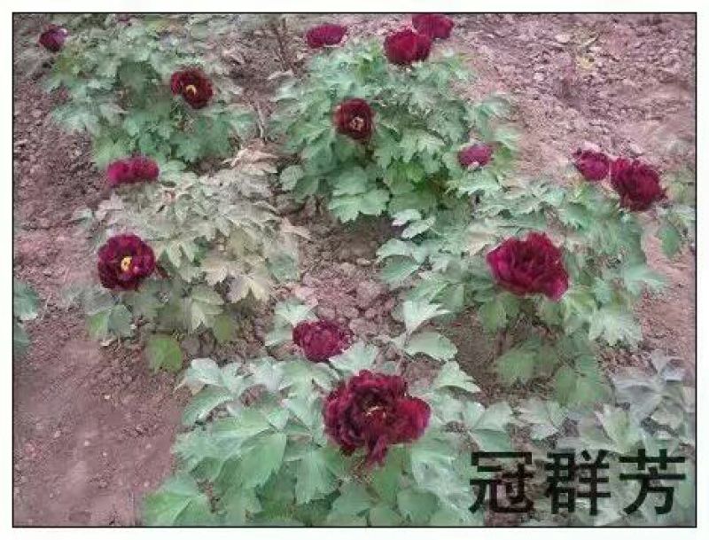 黑花魁4~6cm10~12cm0.5米以下