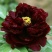 黑花魁4~6cm10~12cm0.5米以下