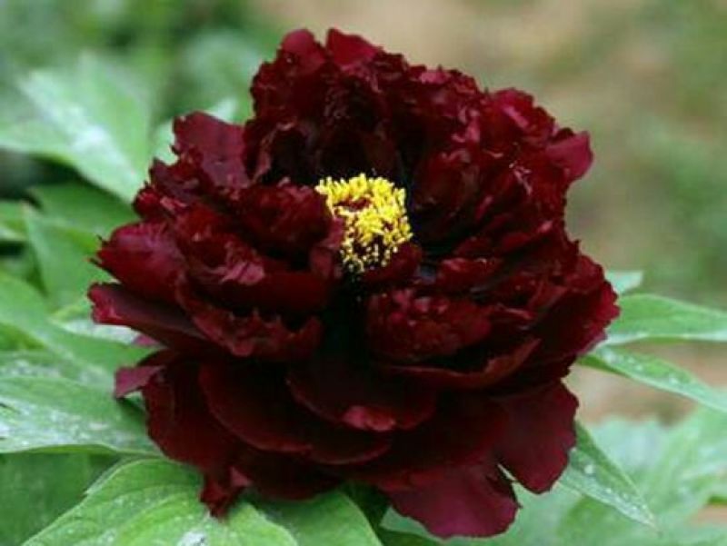 黑花魁4~6cm10~12cm0.5米以下
