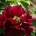 黑花魁4~6cm10~12cm0.5米以下