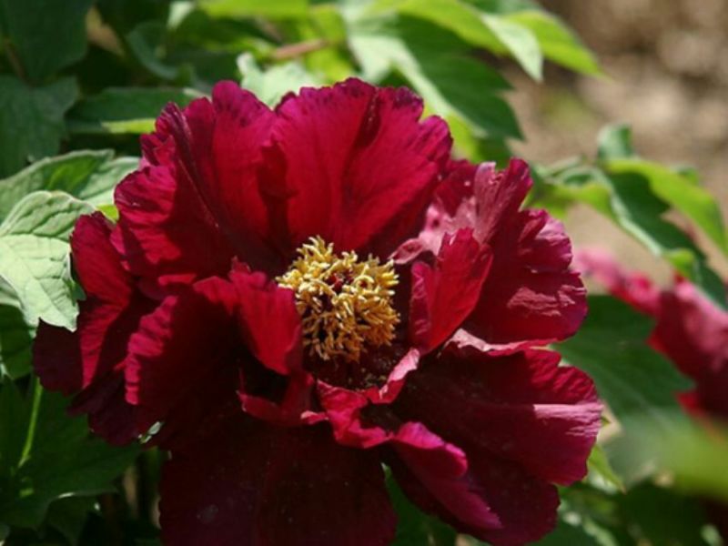 黑花魁4~6cm10~12cm0.5米以下