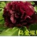 黑花魁4~6cm10~12cm0.5米以下