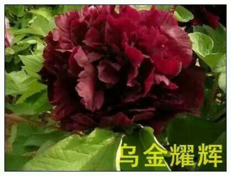 黑花魁4~6cm10~12cm0.5米以下