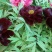 黑花魁4~6cm10~12cm0.5米以下