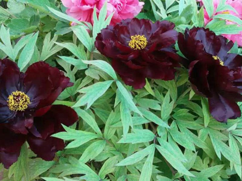 黑花魁4~6cm10~12cm0.5米以下