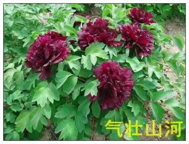 黑花魁4~6cm10~12cm0.5米以下