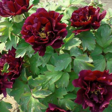 黑花魁4~6cm10~12cm0.5米以下