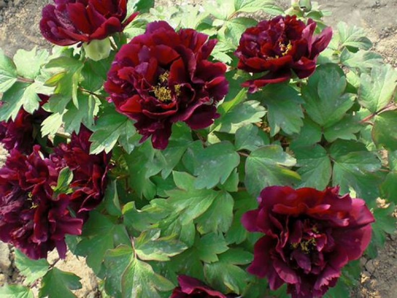 黑花魁4~6cm10~12cm0.5米以下