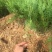 山东优质当年小侧柏苗40~50cm