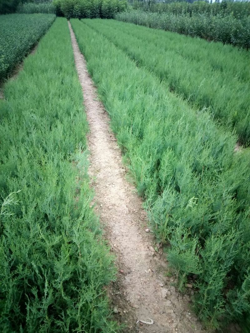 山东优质当年小侧柏苗40~50cm