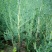山东优质当年小侧柏苗40~50cm